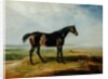Dr. Syntax, a bay racehorse, standing in a coastal landscape, an estuary beyond by James Ward