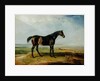 Dr. Syntax, a bay racehorse, standing in a coastal landscape, an estuary beyond by James Ward