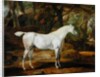 A Grey Arabian Stallion, the Property of Sir Watkin Williams-Wynn, c.1815-20 by James Ward