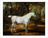 A Grey Arabian Stallion, the Property of Sir Watkin Williams-Wynn, c.1815-20 by James Ward