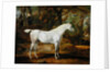 A Grey Arabian Stallion, the Property of Sir Watkin Williams-Wynn, c.1815-20 by James Ward