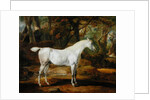 A Grey Arabian Stallion, the Property of Sir Watkin Williams-Wynn, c.1815-20 by James Ward