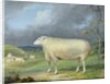 A Border Leicester Ewe by James Ward