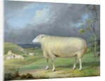 A Border Leicester Ewe by James Ward