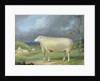 A Border Leicester Ewe by James Ward