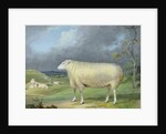 A Border Leicester Ewe by James Ward