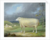 A Border Leicester Ewe by James Ward
