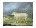 A Border Leicester Ewe by James Ward
