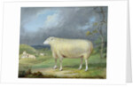A Border Leicester Ewe by James Ward