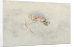Study of a crouching Fox, facing right verso: faint sketch of fox's head and tail by John Frederick Lewis