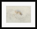 Study of a crouching Fox, facing right verso: faint sketch of fox's head and tail by John Frederick Lewis