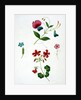An illustration from 'A New Treatise on Flower Painting, or, Every Lady Her Own Drawing Master', 1816 by George Brookshaw