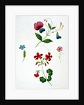 An illustration from 'A New Treatise on Flower Painting, or, Every Lady Her Own Drawing Master', 1816 by George Brookshaw
