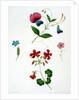An illustration from 'A New Treatise on Flower Painting, or, Every Lady Her Own Drawing Master', 1816 by George Brookshaw