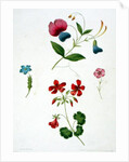 An illustration from 'A New Treatise on Flower Painting, or, Every Lady Her Own Drawing Master', 1816 by George Brookshaw