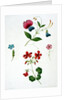 An illustration from 'A New Treatise on Flower Painting, or, Every Lady Her Own Drawing Master', 1816 by George Brookshaw