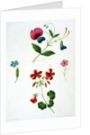 An illustration from 'A New Treatise on Flower Painting, or, Every Lady Her Own Drawing Master', 1816 by George Brookshaw