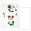 An illustration from 'A New Treatise on Flower Painting, or, Every Lady Her Own Drawing Master', 1816 by George Brookshaw