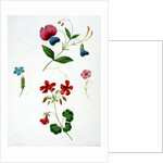 An illustration from 'A New Treatise on Flower Painting, or, Every Lady Her Own Drawing Master', 1816 by George Brookshaw