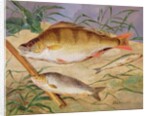 An Angler's Catch of Coarse Fish by D. the Younger Wolstenholme