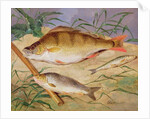 An Angler's Catch of Coarse Fish by D. the Younger Wolstenholme