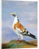 Grizzle Carrier Pigeon by D. the Younger Wolstenholme