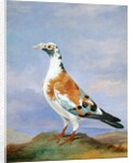 Grizzle Carrier Pigeon by D. the Younger Wolstenholme