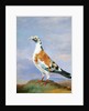 Grizzle Carrier Pigeon by D. the Younger Wolstenholme