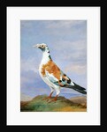 Grizzle Carrier Pigeon by D. the Younger Wolstenholme