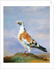 Grizzle Carrier Pigeon by D. the Younger Wolstenholme