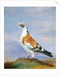 Grizzle Carrier Pigeon by D. the Younger Wolstenholme