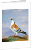 Grizzle Carrier Pigeon by D. the Younger Wolstenholme