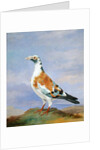 Grizzle Carrier Pigeon by D. the Younger Wolstenholme