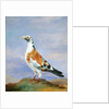 Grizzle Carrier Pigeon by D. the Younger Wolstenholme