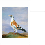 Grizzle Carrier Pigeon by D. the Younger Wolstenholme