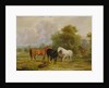 Horses Grazing: Mares and Foals in a Field by Francis Calcraft Turner
