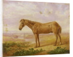 Old Billy, a Draught Horse, Aged 62 by Charles Towne