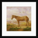 Old Billy, a Draught Horse, Aged 62 by Charles Towne