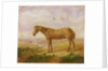 Old Billy, a Draught Horse, Aged 62 by Charles Towne