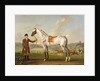 Scipio, Colonel Roche's Spotted Hunter, c.1750 by Thomas Spencer