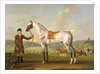 Scipio, Colonel Roche's Spotted Hunter, c.1750 by Thomas Spencer