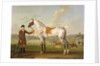 Scipio, Colonel Roche's Spotted Hunter, c.1750 by Thomas Spencer