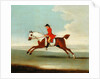Galloping Racehorse and mounted Jockey in Red by James Seymour