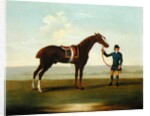 A Chestnut Horse held by a Groom by James Seymour