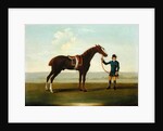 A Chestnut Horse held by a Groom by James Seymour