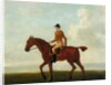 A Chestnut Racehorse with Jockey Up, c.1730 by James Seymour
