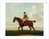 A Chestnut Racehorse with Jockey Up, c.1730 by James Seymour