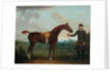 Old Fox held by a Groom by James Seymour