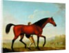 The Duke of Ancaster's Bay Stallion, Blank, walking towards a Mare by William Shaw