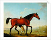 The Duke of Ancaster's Bay Stallion, Blank, walking towards a Mare by William Shaw